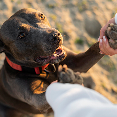 Perro potencialmente peligroso jugando